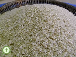ササニシキの玄米